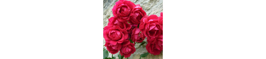 Les Bouquets allongés